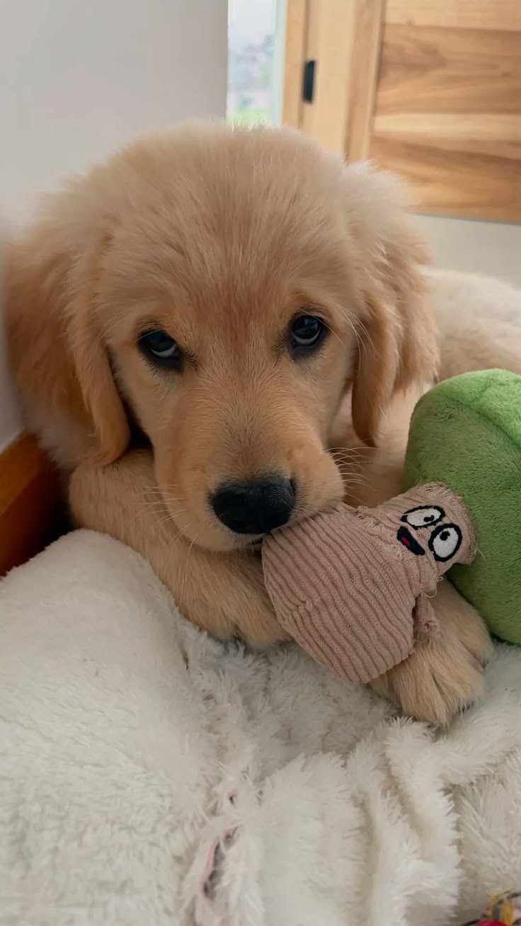 Golden Retriever puppy raised with daily attention and family interaction